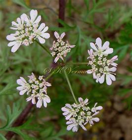 Inflorescence (Umbel) with 5 umbellules